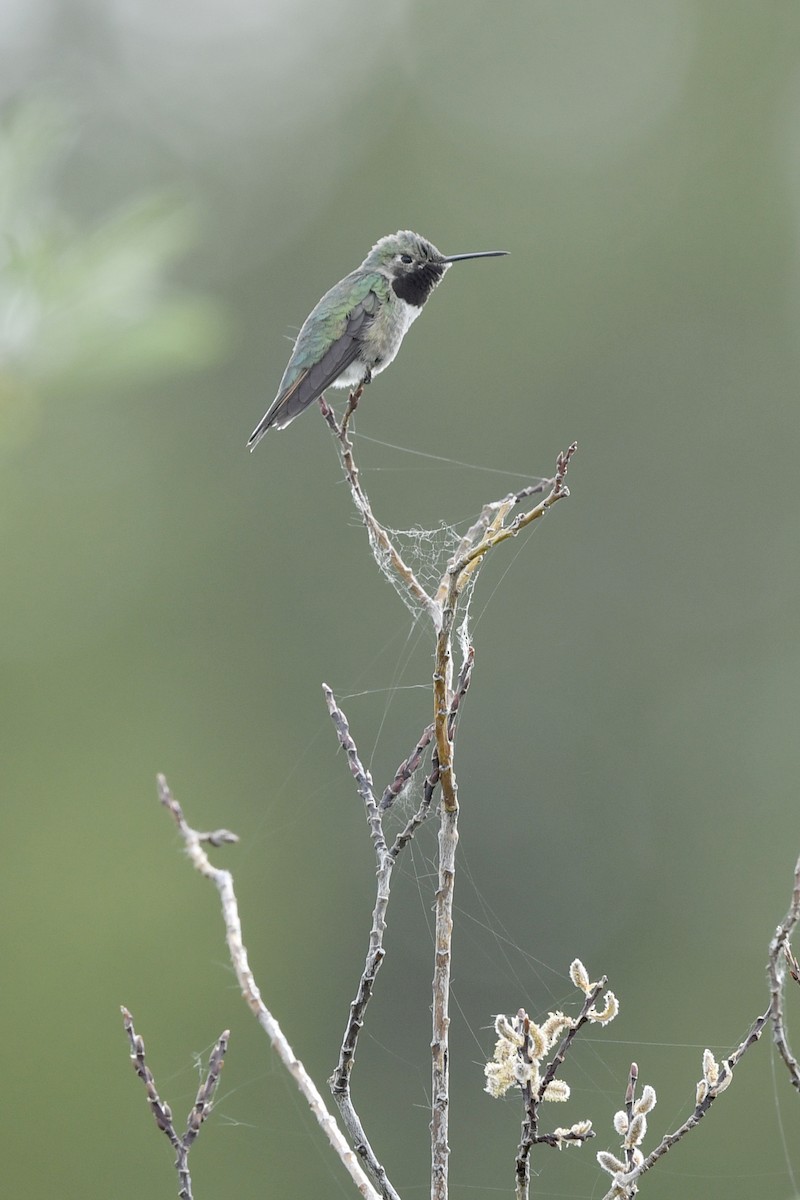 Broad-tailed Hummingbird - ML411997471