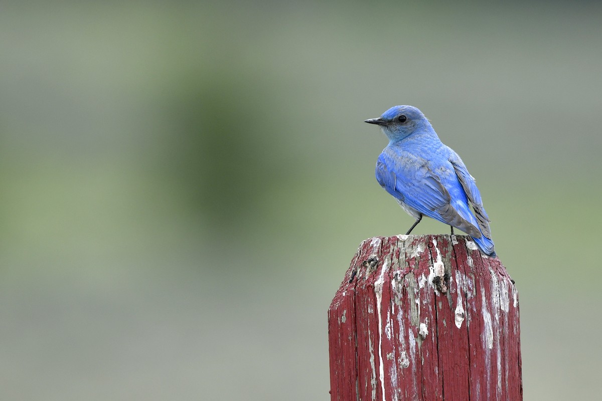 Mountain Bluebird - ML411997631