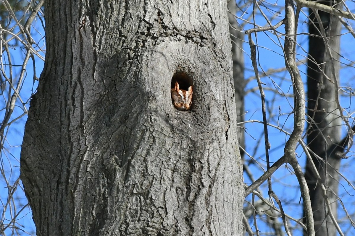 Eastern Screech-Owl - ML411998141
