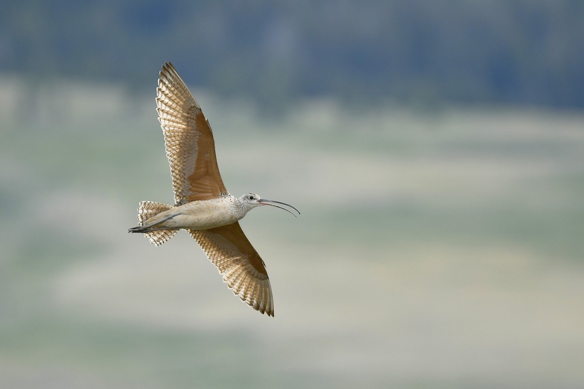Long-billed Curlew - Jonathan Irons