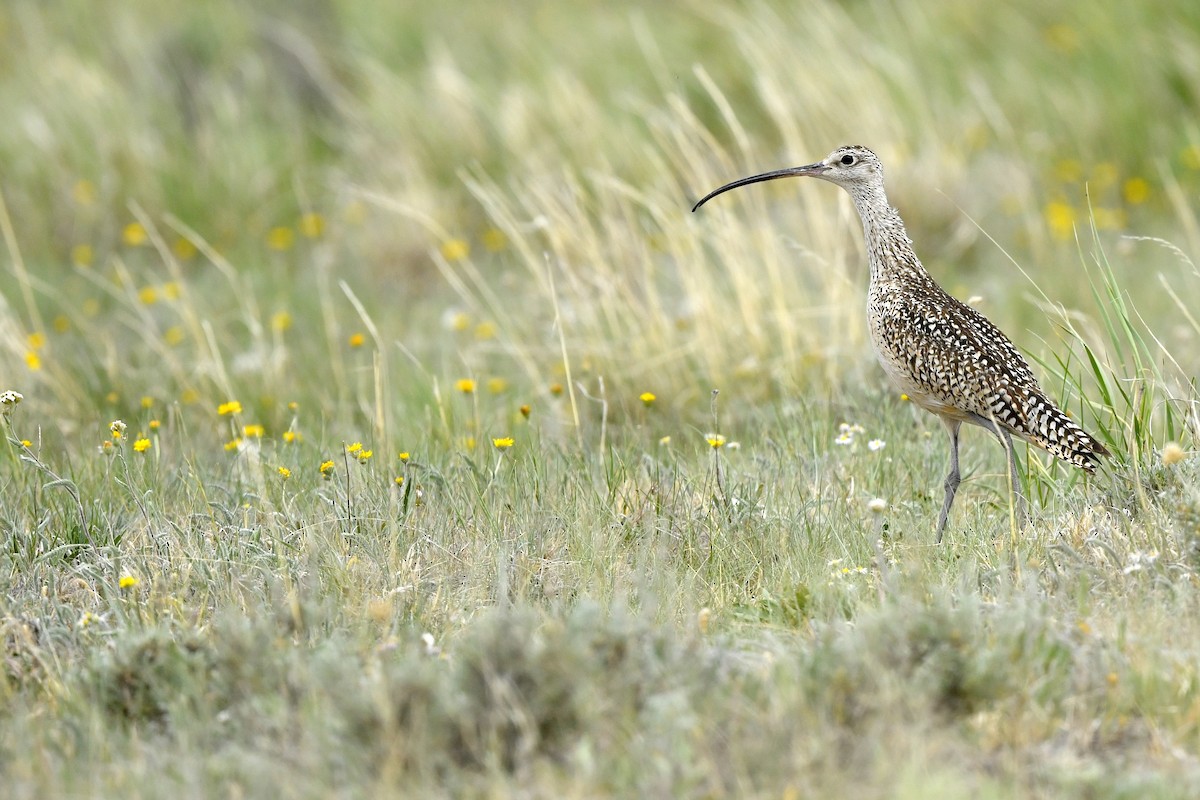 Long-billed Curlew - Jonathan Irons