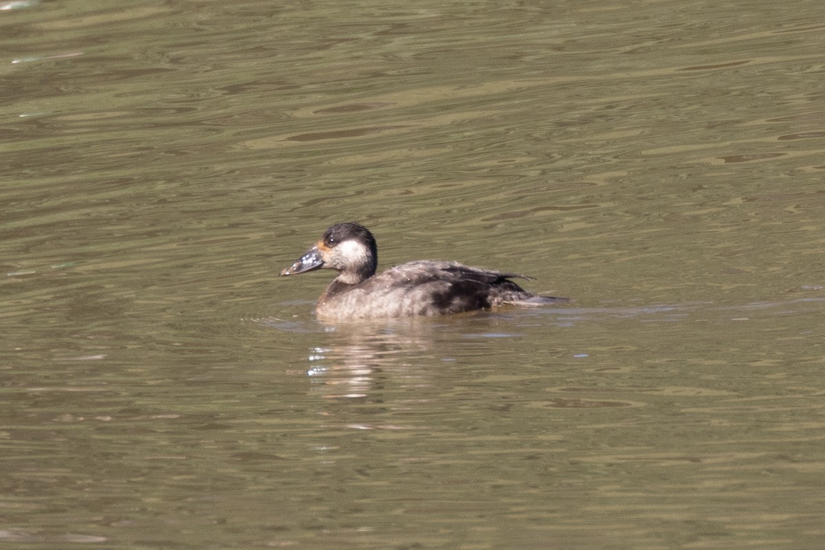 Surf Scoter - ML411999071