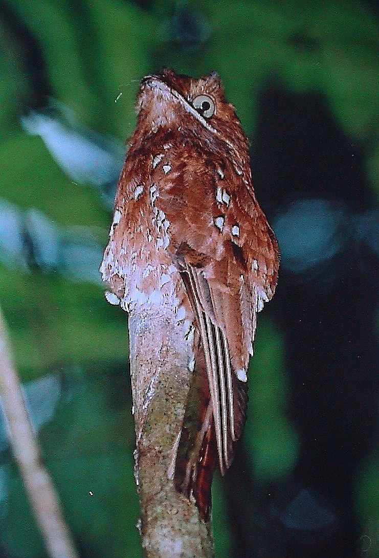 Rufous Potoo - ML411999261