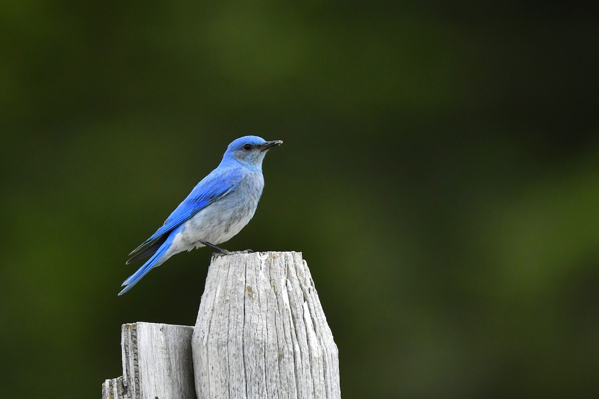 Mountain Bluebird - Jonathan Irons