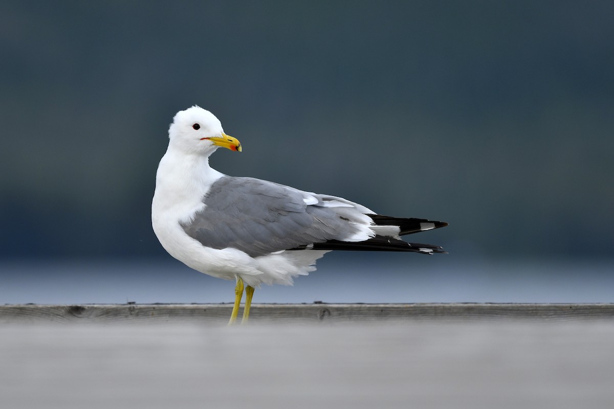 California Gull - ML412000011