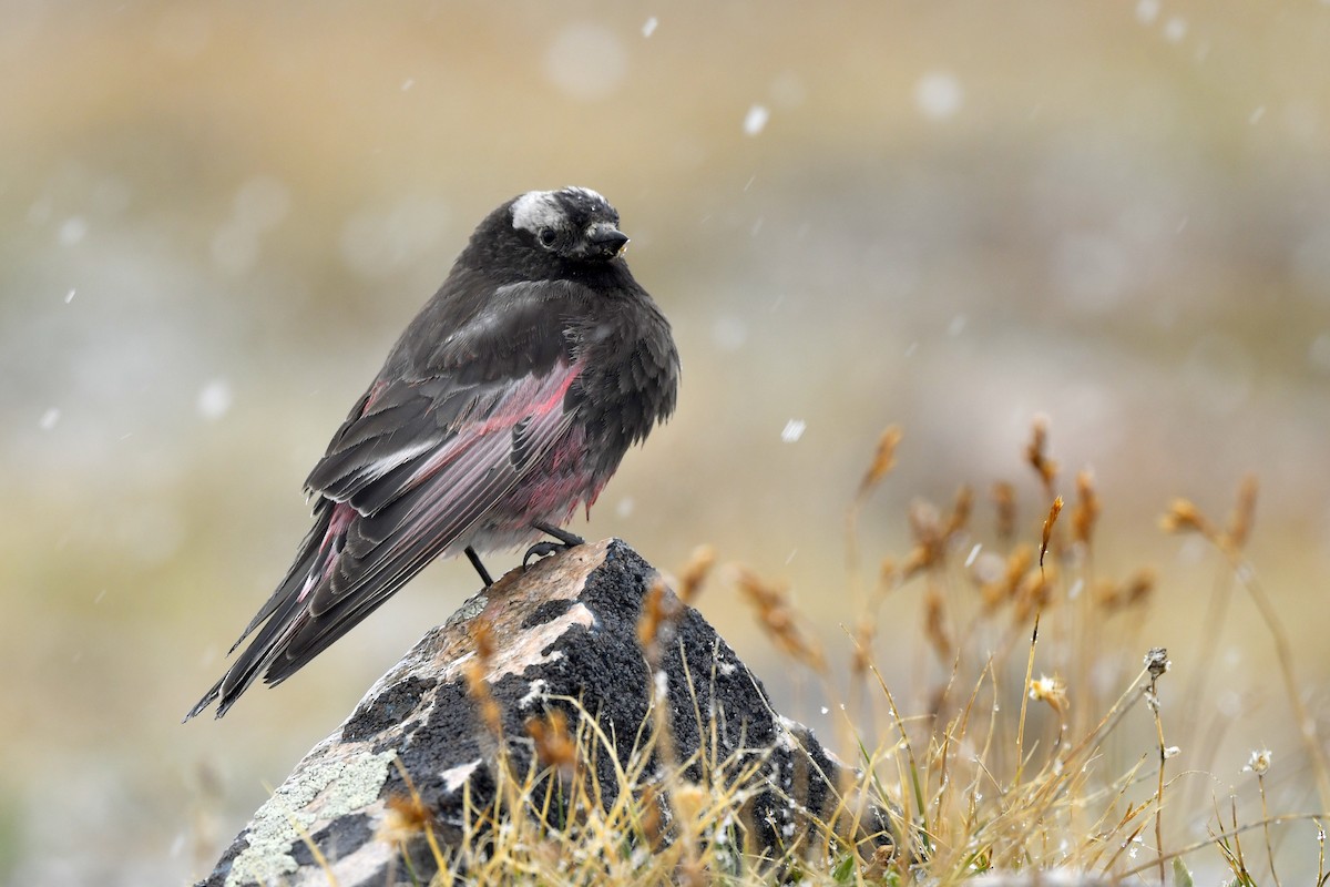 Black Rosy-Finch - Jonathan Irons