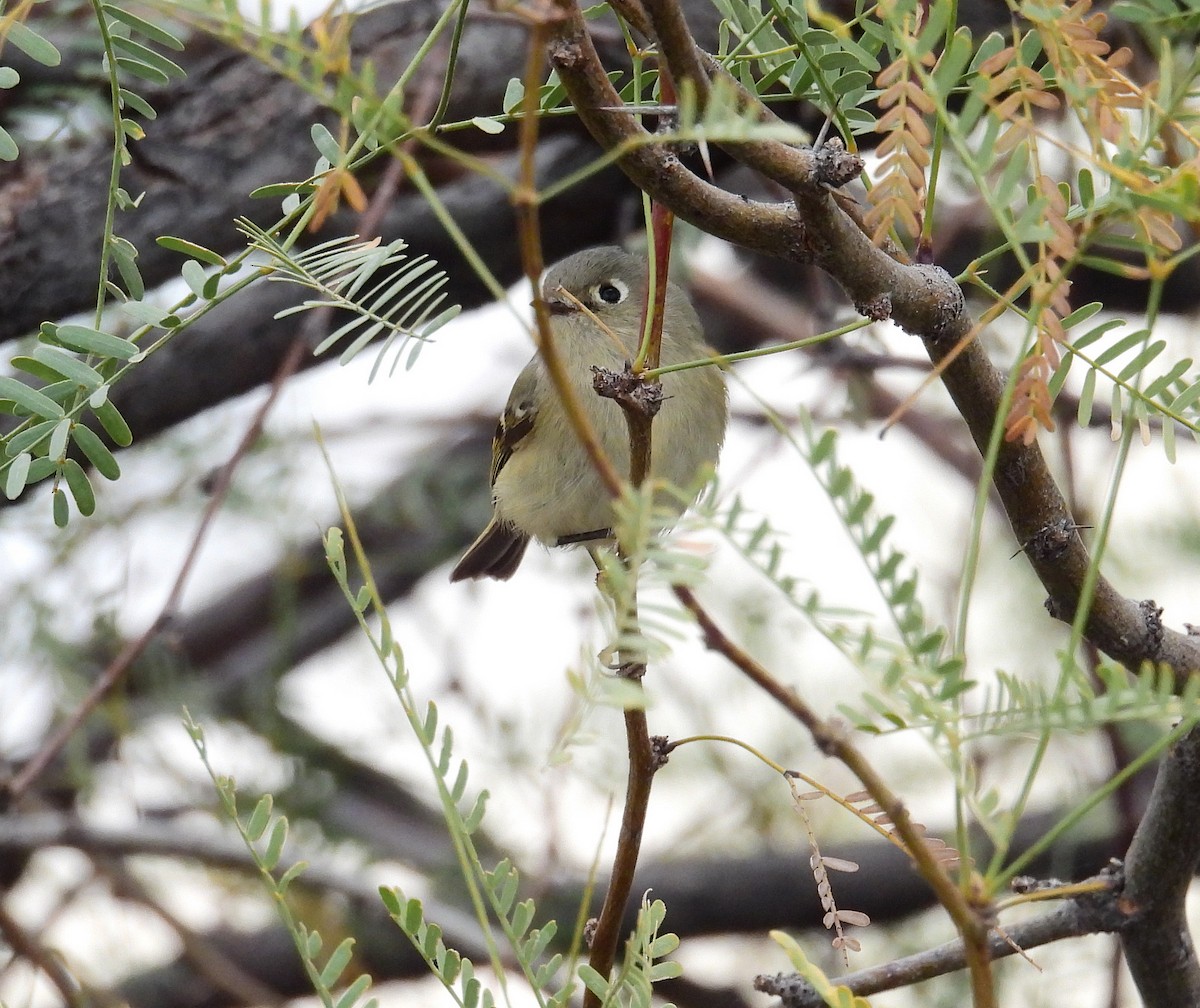 Ruby-crowned Kinglet - ML412001751