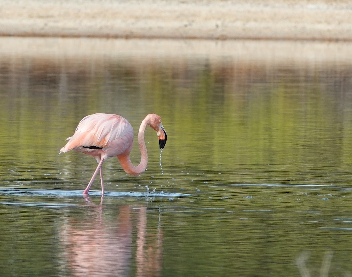 Amerika Flamingosu - ML412003721