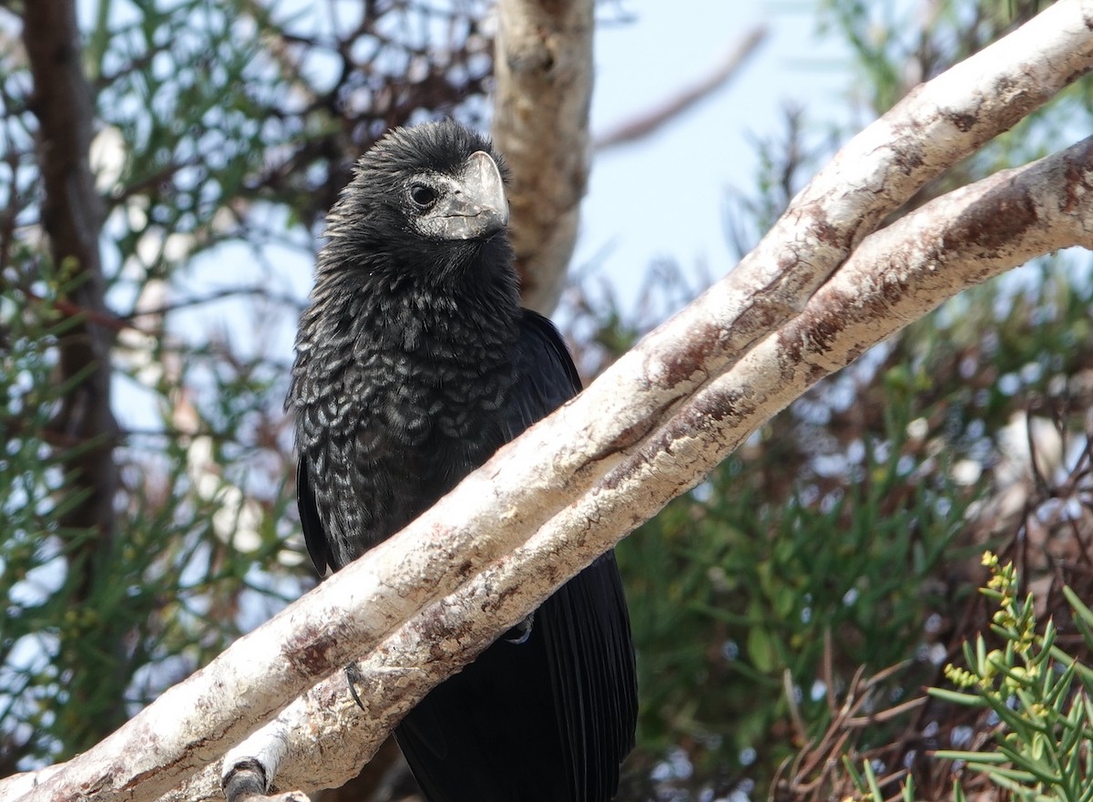 Smooth-billed Ani - ML412003941