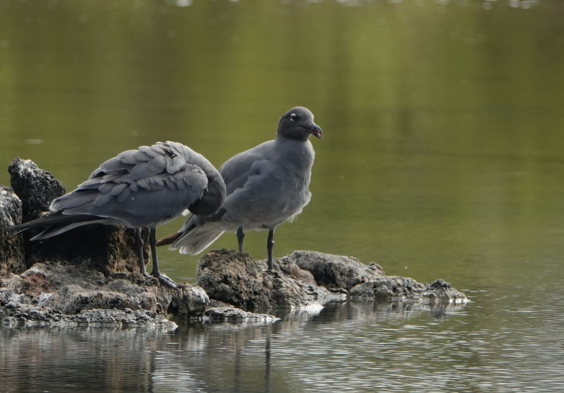 Mouette obscure - ML412004601