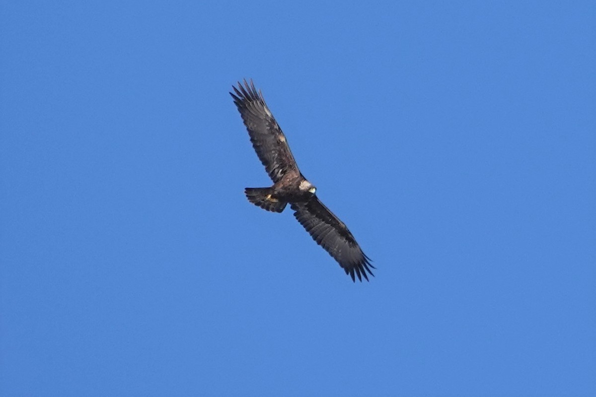 Aquila reale - ML412004761