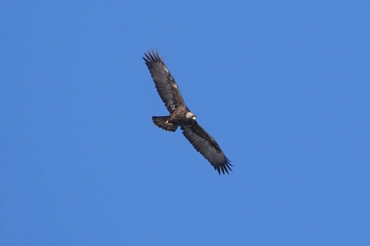 Golden Eagle - ML412004761