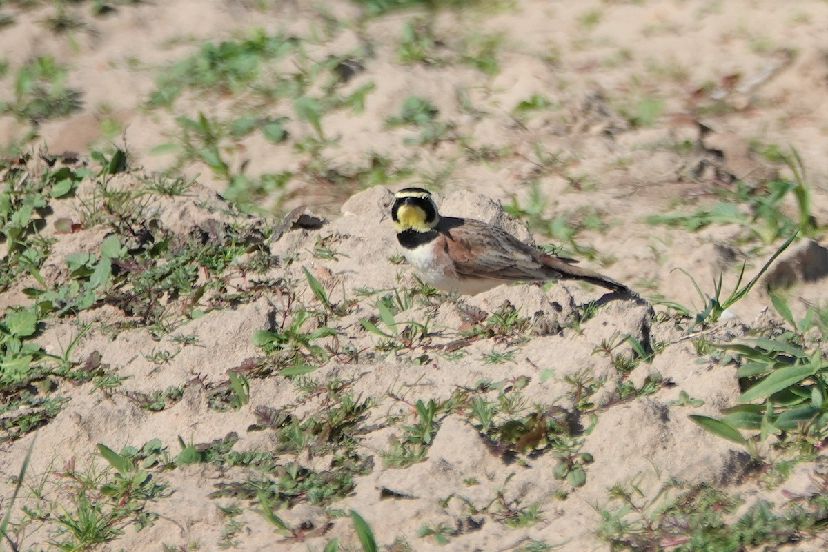 Horned Lark - ML412005031