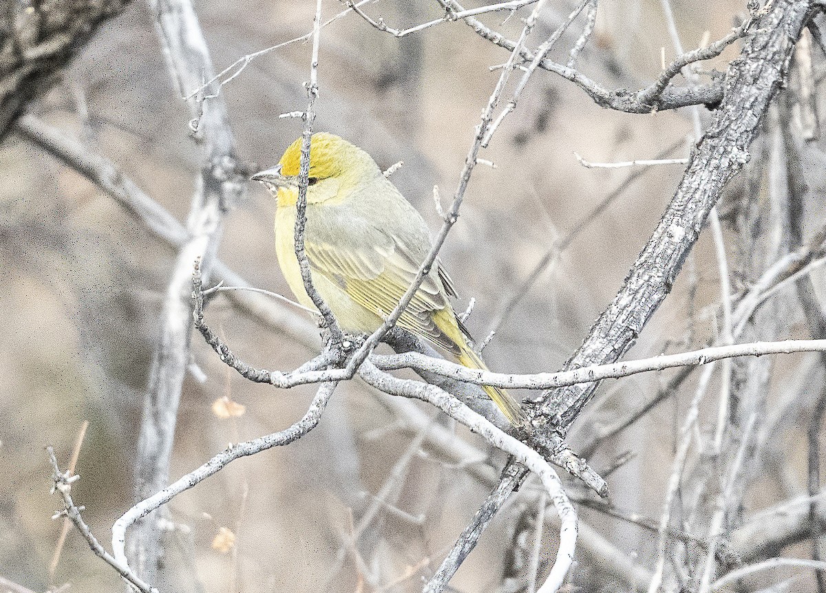 Hepatic Tanager - ML412005611