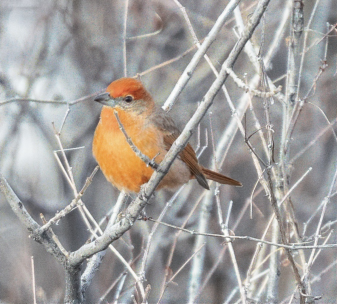 Hepatic Tanager - ML412005691