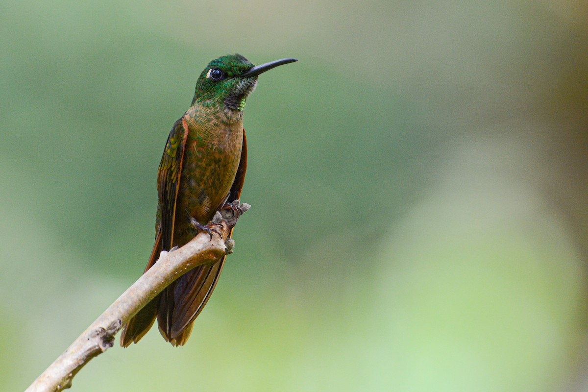 Fawn-breasted Brilliant - ML412006131