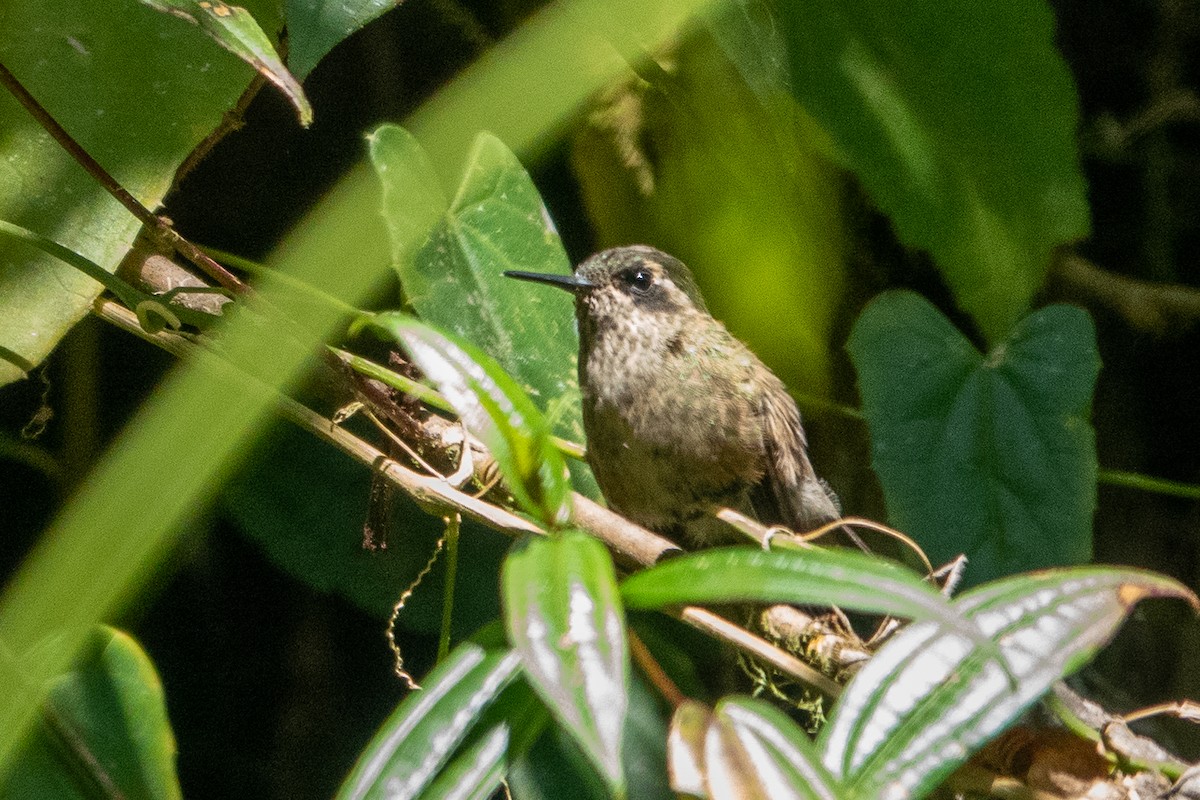 Speckled Hummingbird - ML412006521