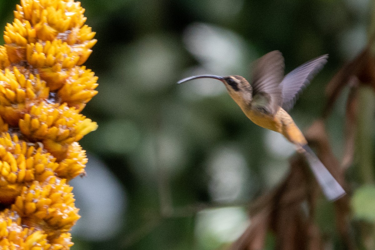 Tawny-bellied Hermit - ML412007111