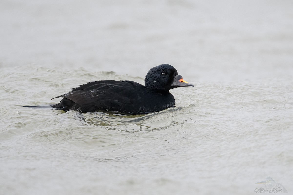 Common Scoter - ML412008081