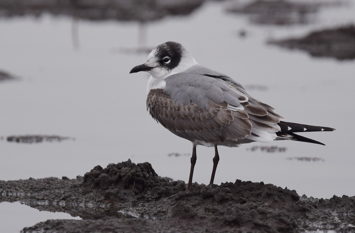 Franklin's Gull - Andy Reago &  Chrissy McClarren