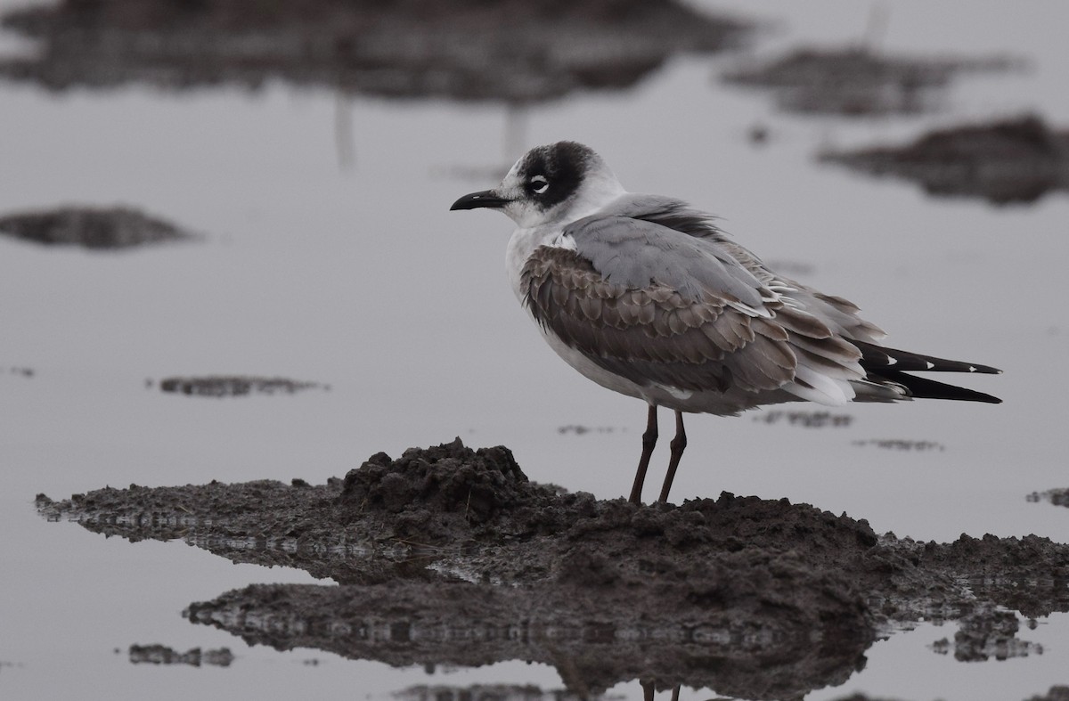 Franklin's Gull - Andy Reago &  Chrissy McClarren