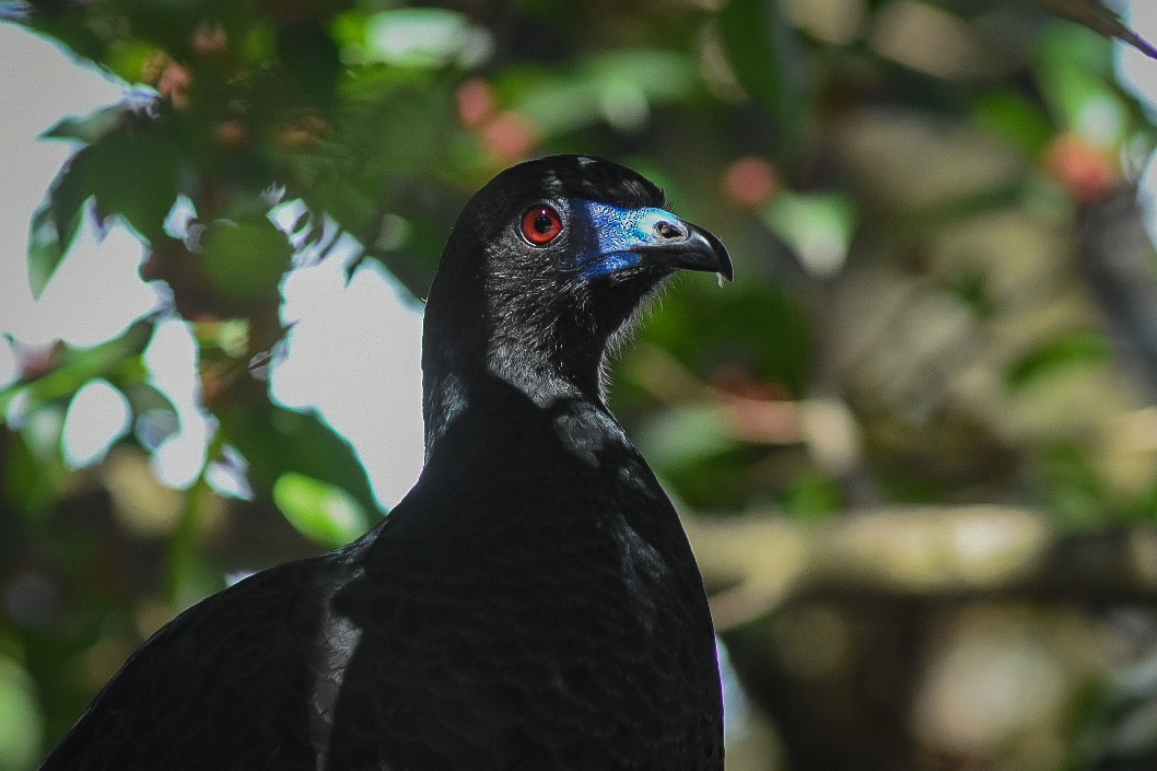 Black Guan - ML412010731