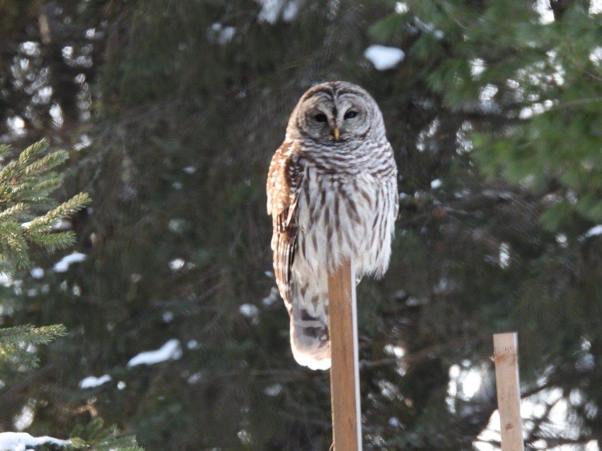 Barred Owl - ML412012091