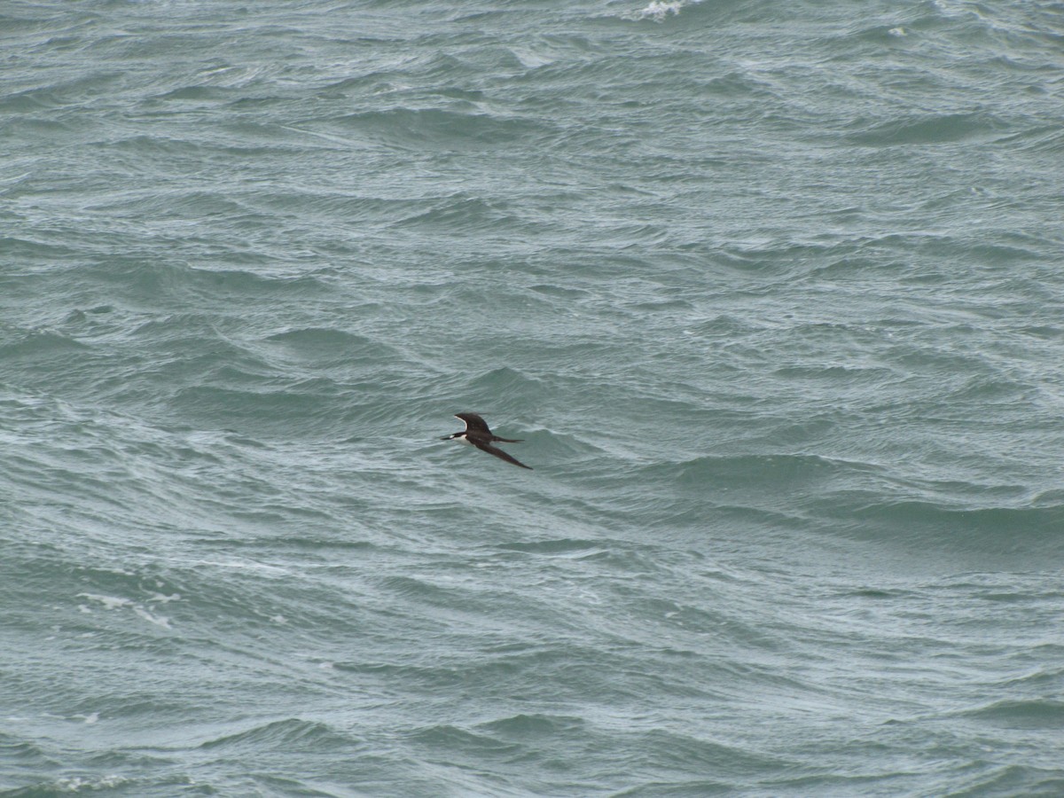 Rußseeschwalbe - ML41201221