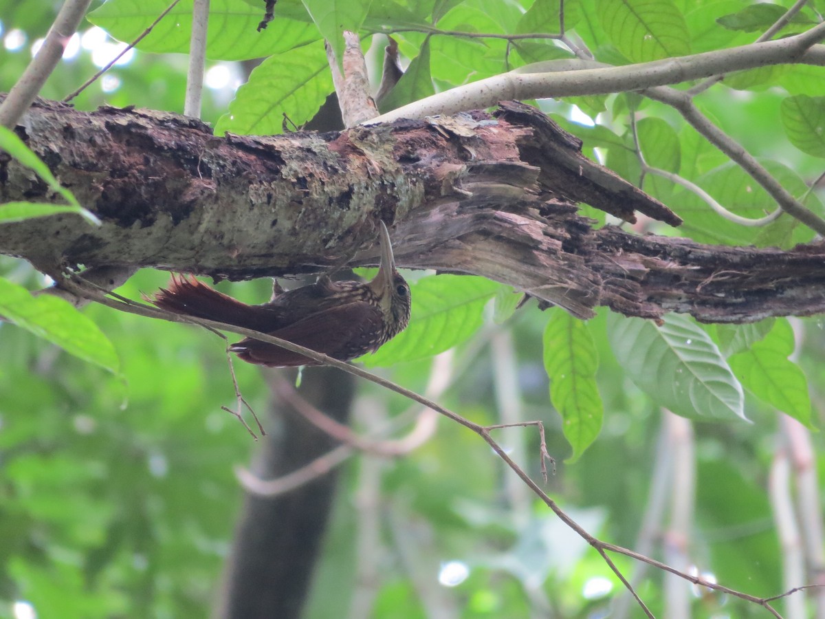 Ivory-billed Woodcreeper - Dallas Levey