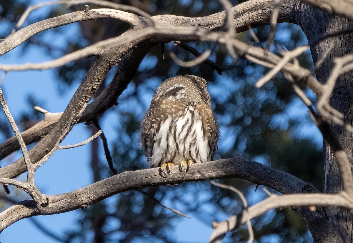 Northern Pygmy-Owl - Blythe Nilson