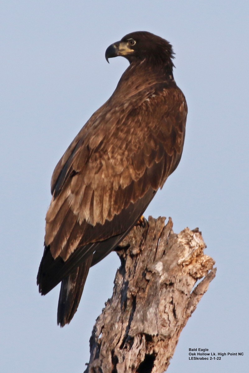 Bald Eagle - ML412013801