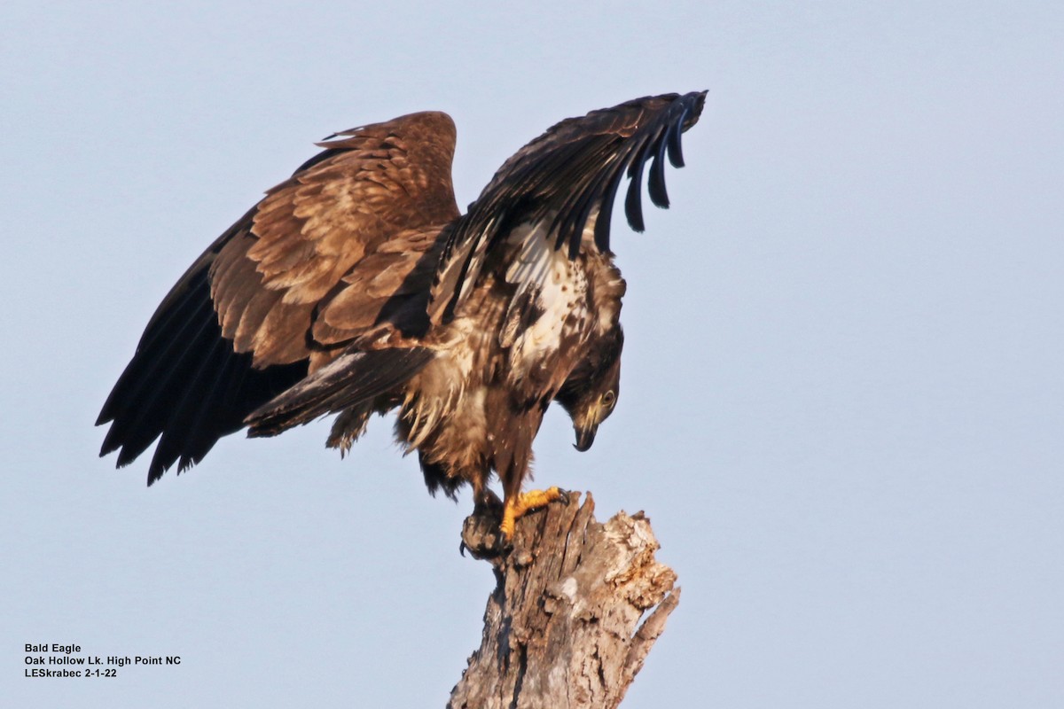 Bald Eagle - ML412013811