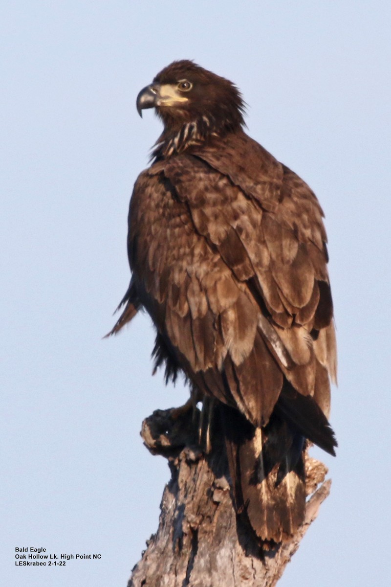Bald Eagle - ML412013821