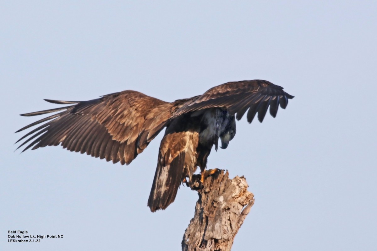 Bald Eagle - ML412013831