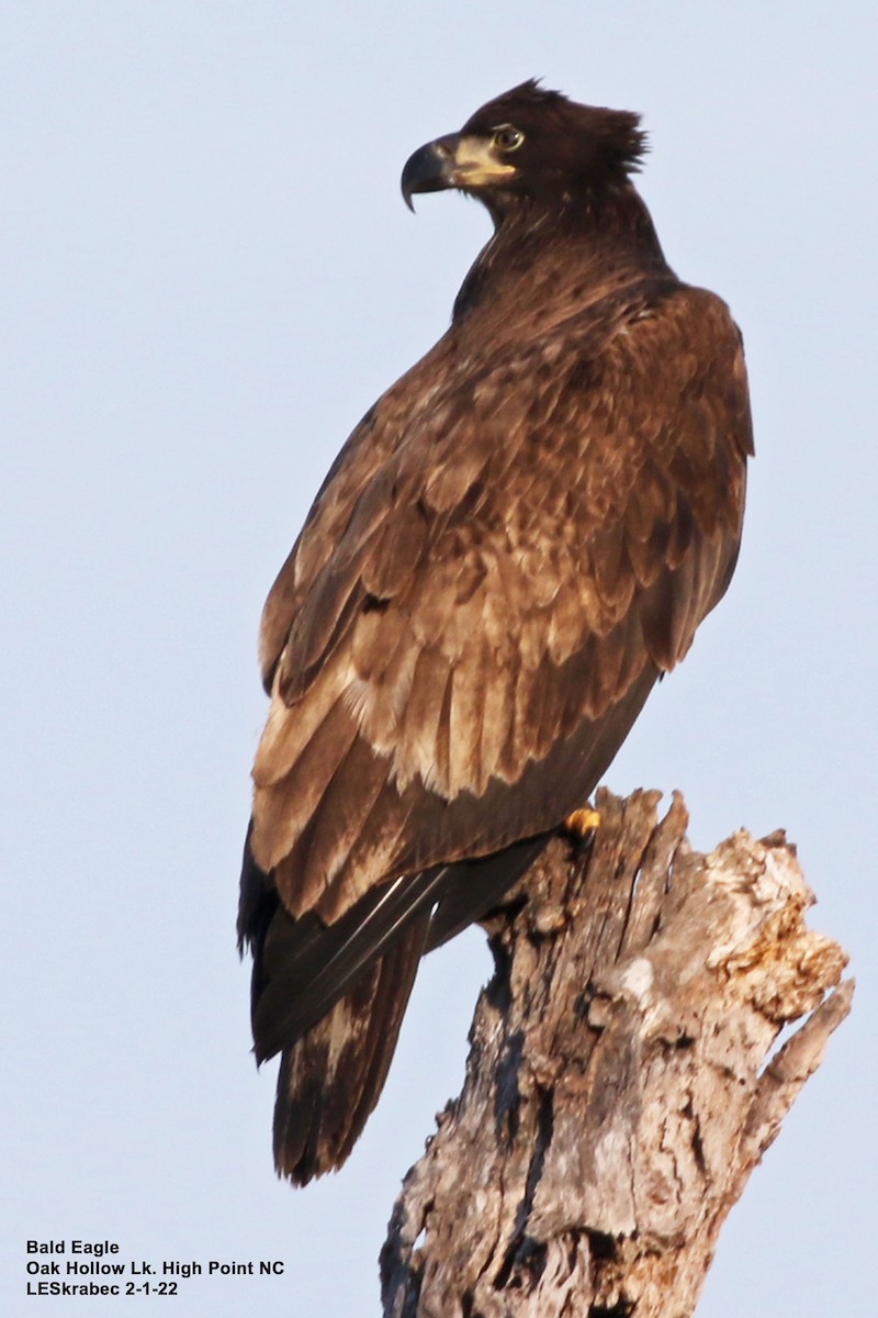 Bald Eagle - ML412013841