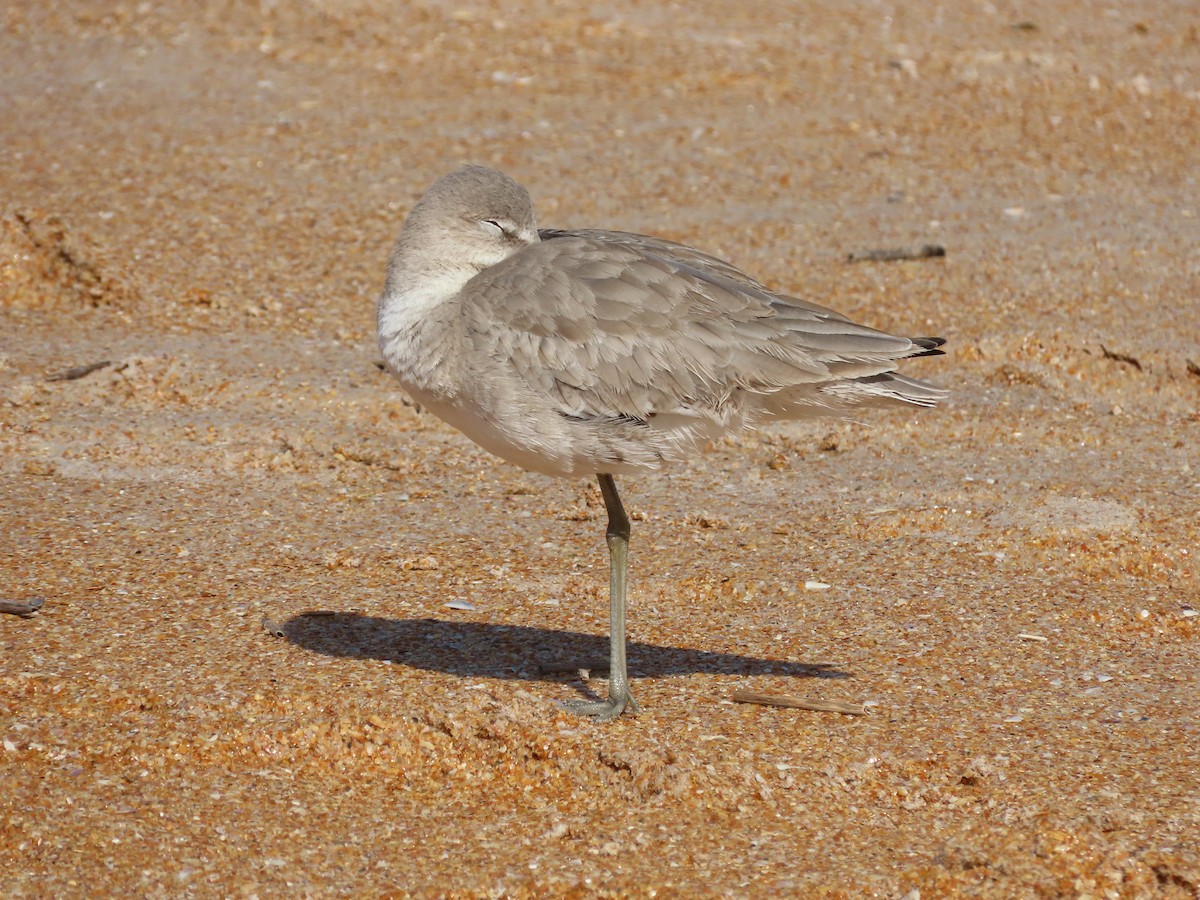 Willet - ML412014001