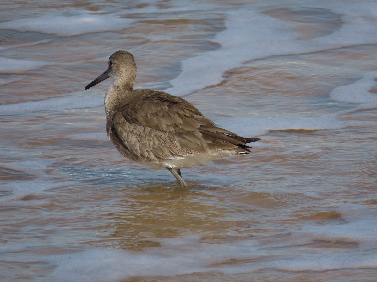 Willet - ML412014221