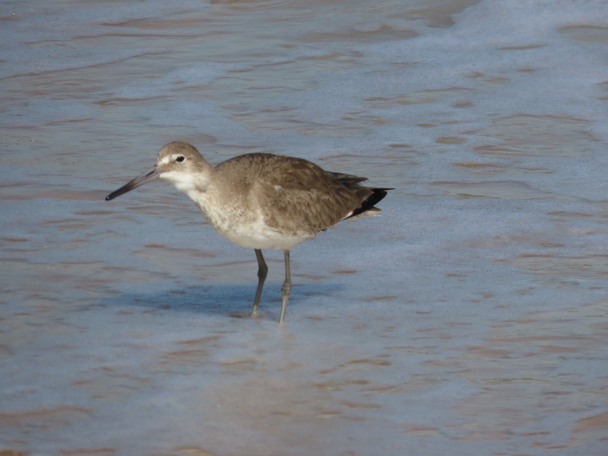 Willet - ML412014271