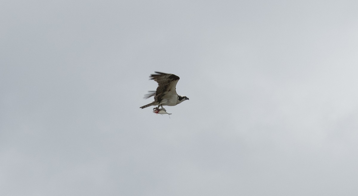 Osprey - ML412016881