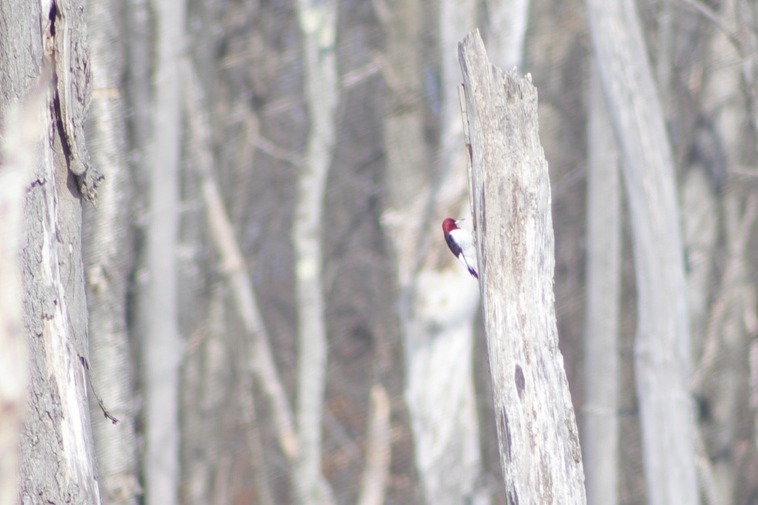 Red-headed Woodpecker - ML412018401