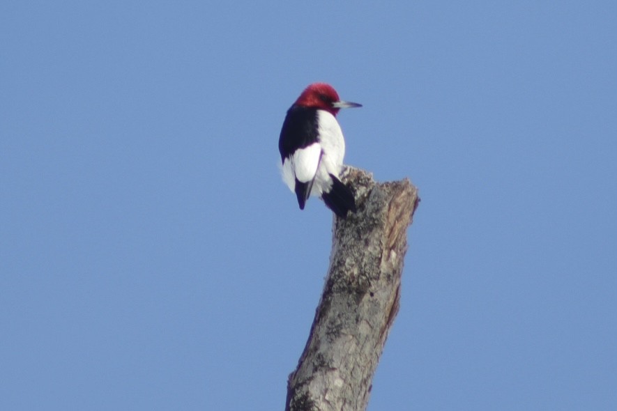 Red-headed Woodpecker - ML412018411
