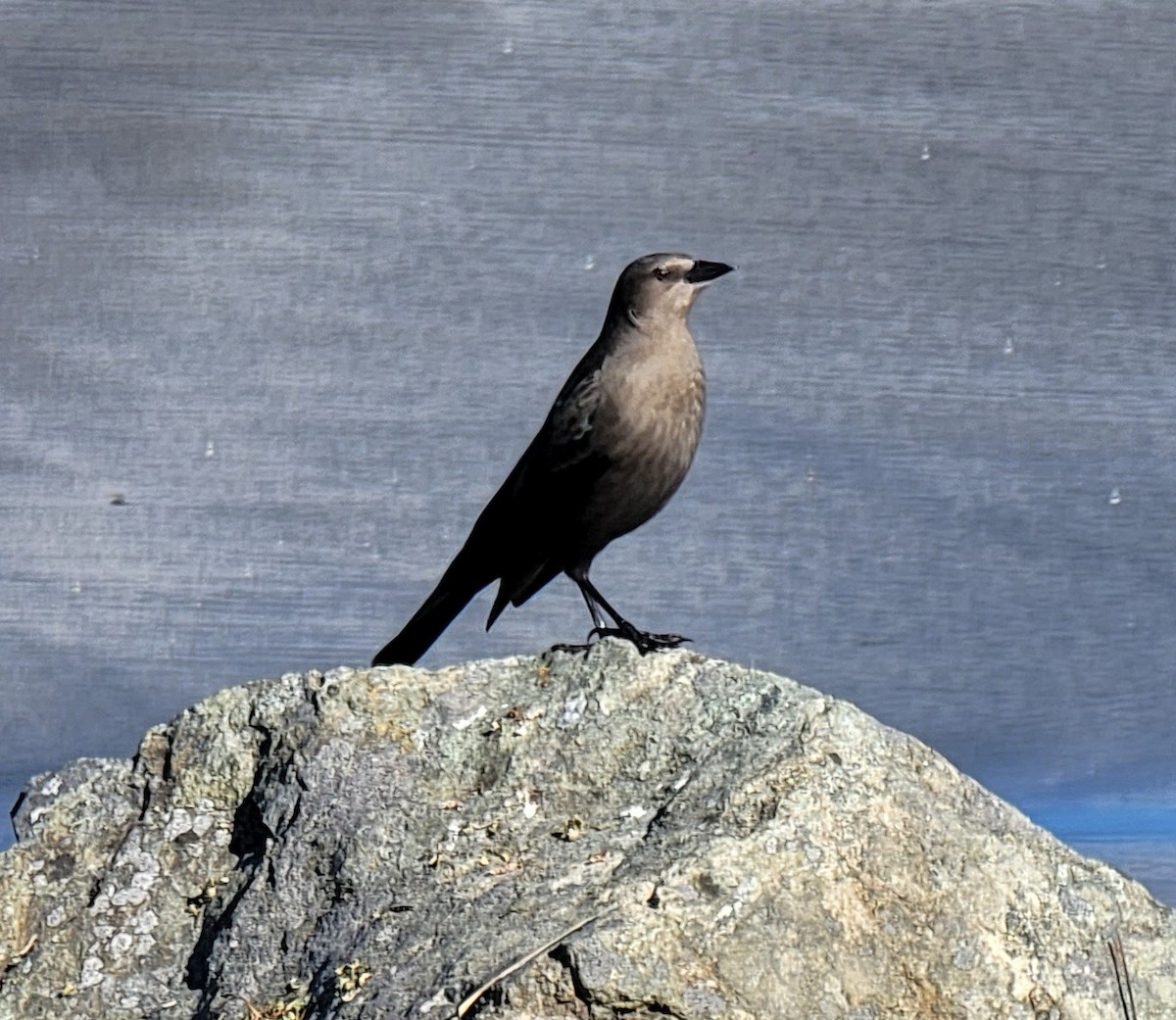 Brewer's Blackbird - ML412019791