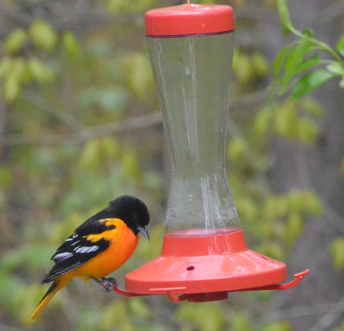 Baltimore Oriole - ML412020331