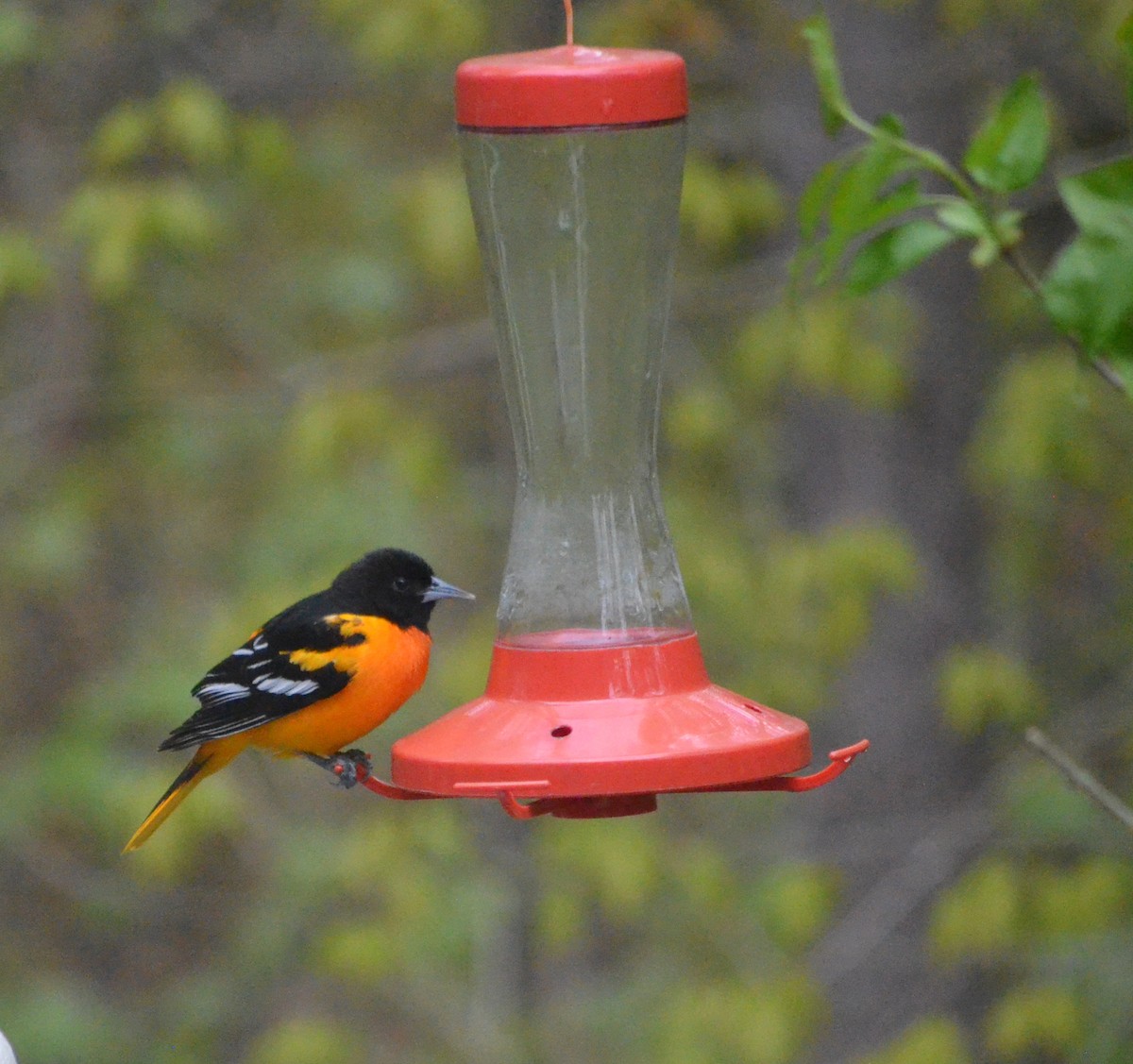 Baltimore Oriole - ML412020341