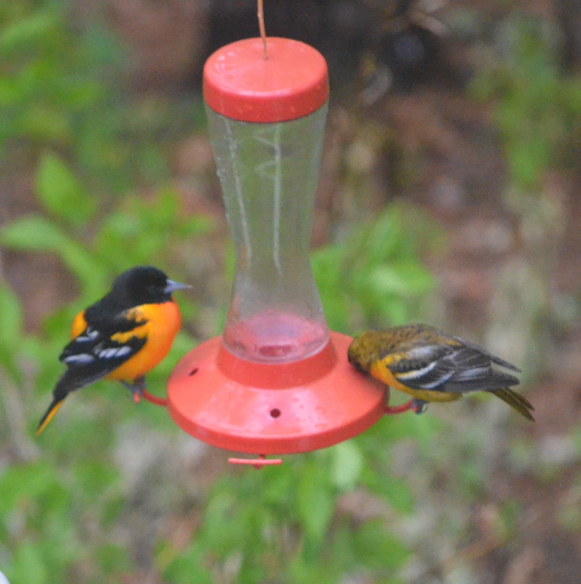 Baltimore Oriole - ML412020351