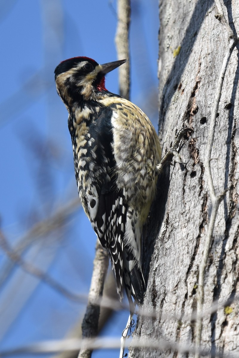 Yellow-bellied Sapsucker - ML412020421