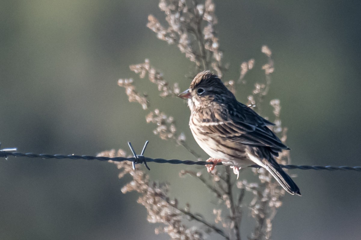 Vesper Sparrow - ML412021011