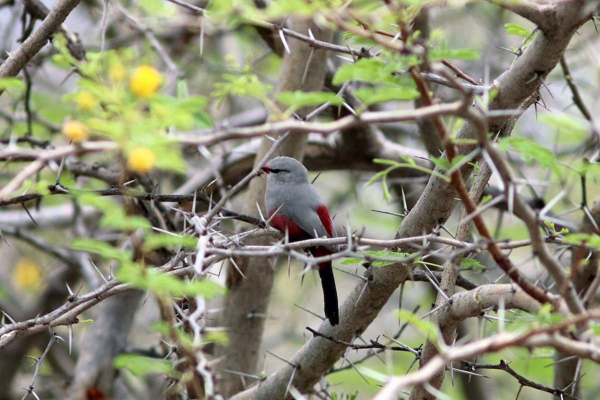 Cinderella Waxbill - John Drummond