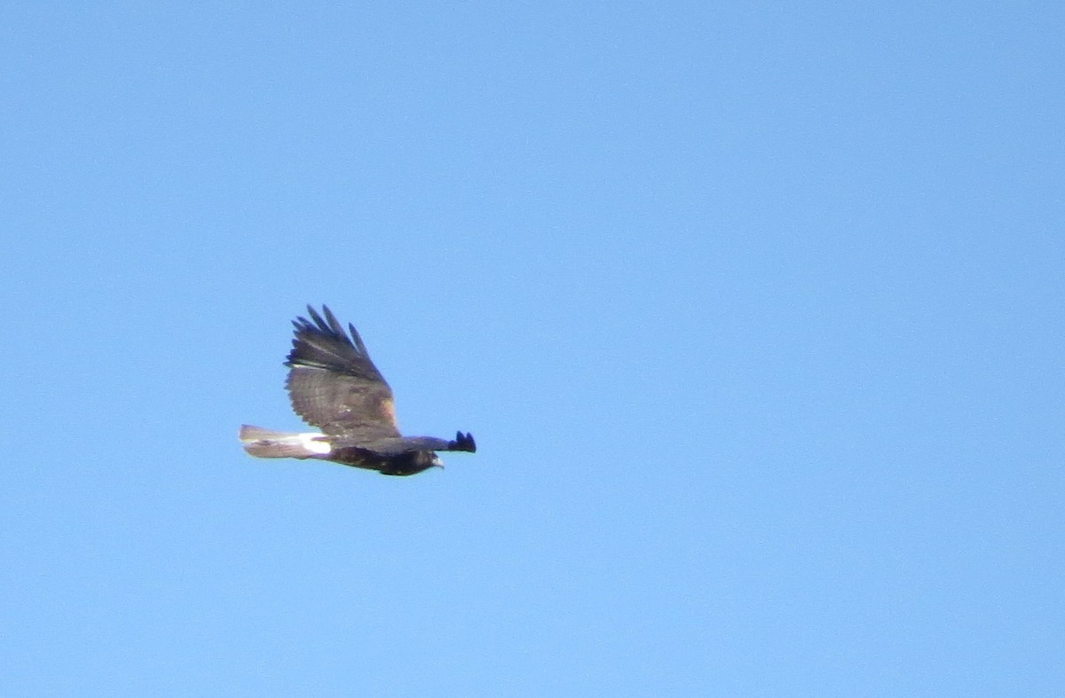 White-tailed Hawk - Oliver  Komar