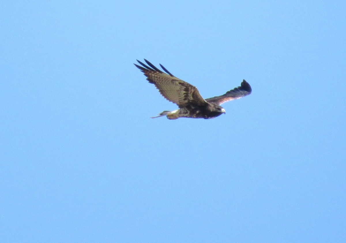 White-tailed Hawk - ML412022661